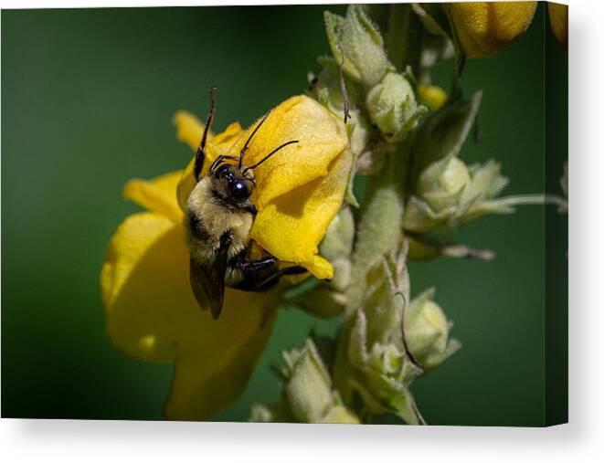 Bumblebee Canvas Print featuring the photograph Not taking the Littles for Granted by Linda Bonaccorsi