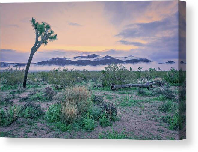 Briot Workshop Canvas Print featuring the photograph November 2020 Lone Joshua Tree by Alain Zarinelli