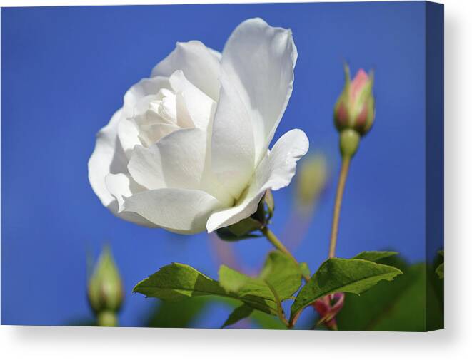 White Rose Canvas Print featuring the photograph November Rose. by Terence Davis