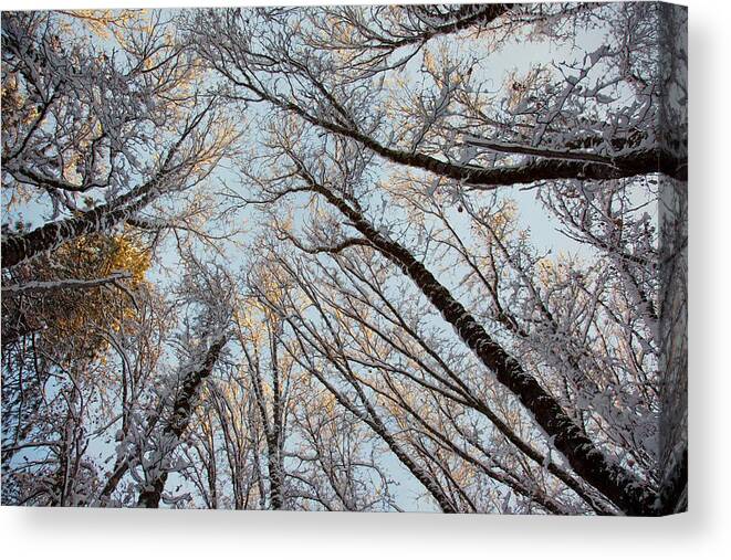 Winter Canvas Print featuring the photograph Sun Kissed Oaks by Ryan Workman Photography