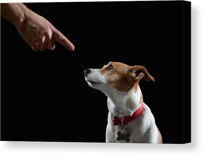Pets Canvas Print featuring the photograph Obedient Dog by PM Images