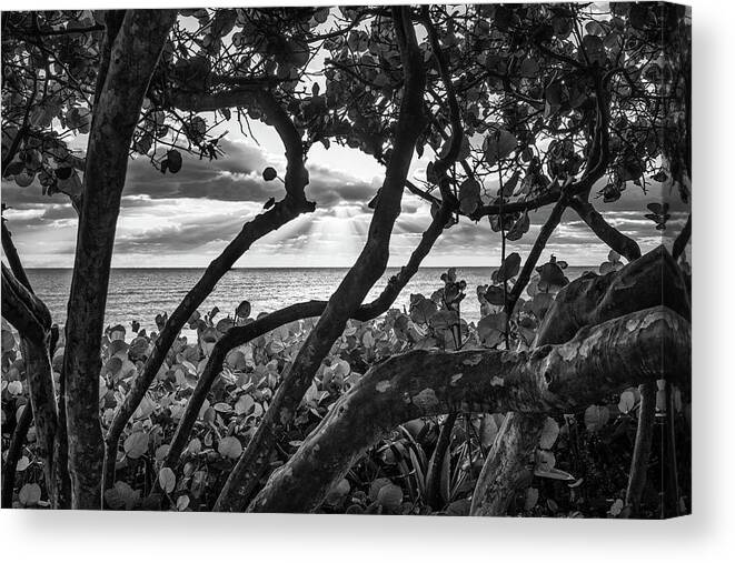 Beach Canvas Print featuring the photograph Ocean View Through Seagrape Trees BW by Laura Fasulo