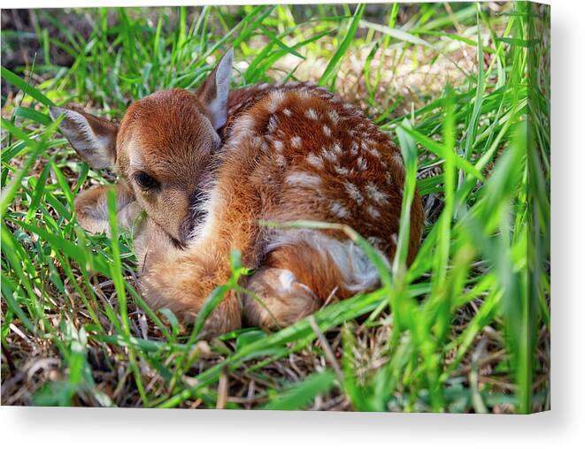 Deer Canvas Print featuring the photograph Oh Deer - newborn fawn curled up in the grass by Peter Herman