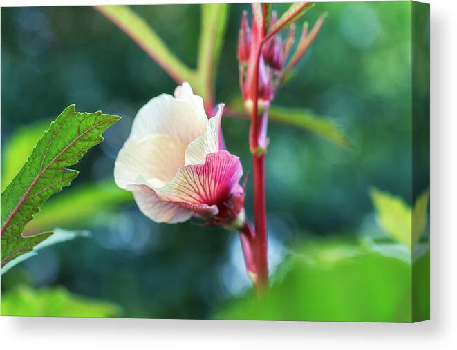 Macro Canvas Print featuring the photograph Okra Flower Close Up by Marianne Campolongo