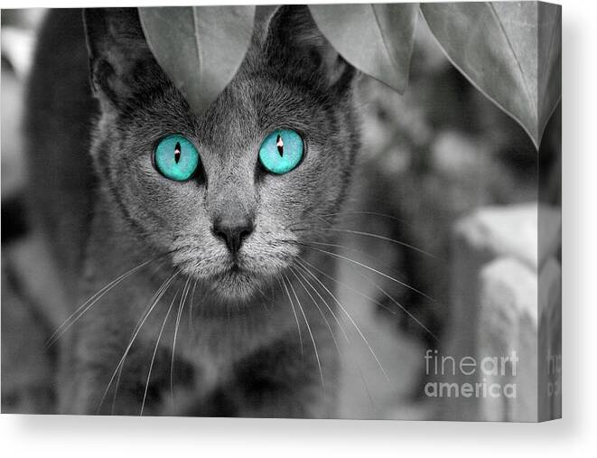 Cats Canvas Print featuring the photograph Old Blue Eyes by Renee Spade Photography