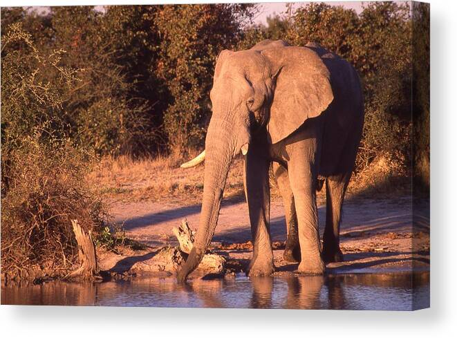 Africa Canvas Print featuring the photograph Old Elephant Enjoying a Drink by Russel Considine