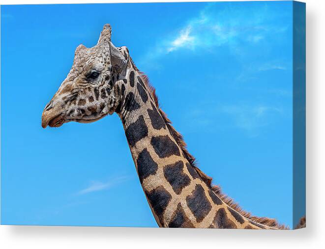  Canvas Print featuring the photograph Old Giraffe by Al Judge
