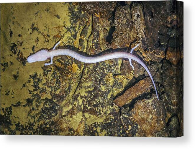Underwater Canvas Print featuring the photograph Olm, Proteus anguinus (human fish) by Matjaz Slanic