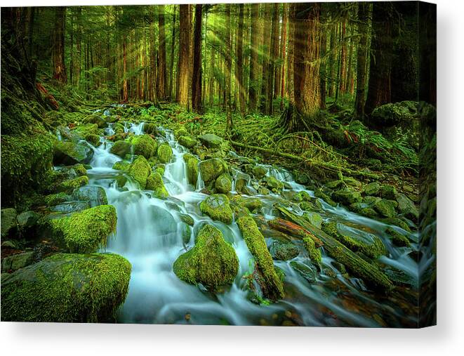 Sol Duc Canvas Print featuring the photograph Olympic Rainforest by Dan Mihai