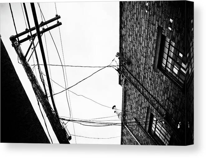 Black And White Canvas Print featuring the photograph On A Wire by Carmen Kern