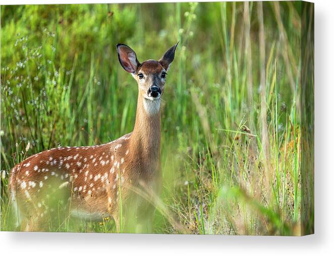 Bird Canvas Print featuring the photograph On Alert by Todd Tucker