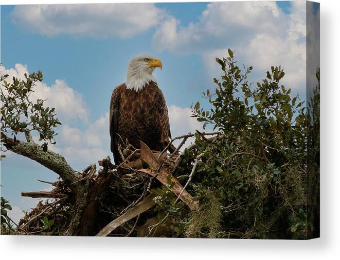 Eagle Canvas Print featuring the photograph On Guard by Les Greenwood