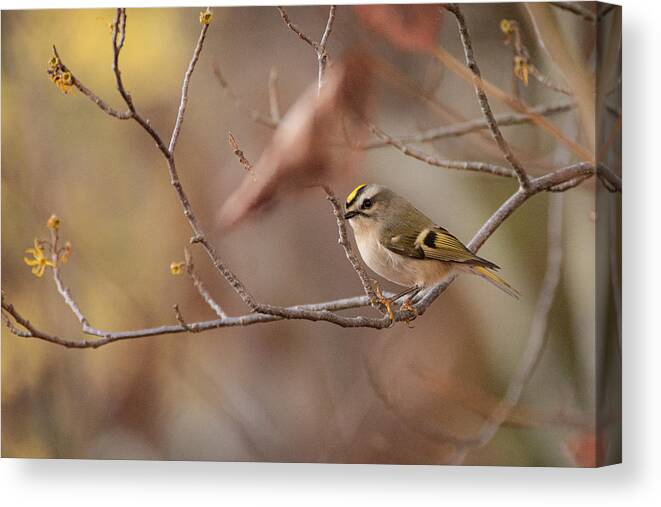 Bird Canvas Print featuring the photograph On the Fly by Linda Bonaccorsi