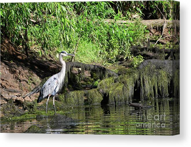 Norris Dam State Park Canvas Print featuring the photograph On The Road 4 by Phil Perkins