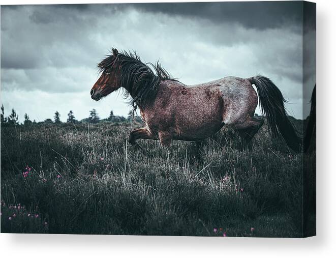 Photographs Canvas Print featuring the photograph On the run - Horse Art by Lisa Saint