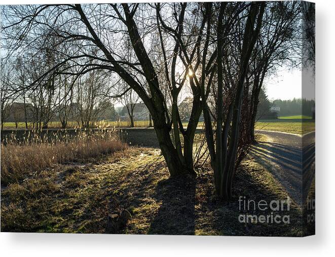 Tree Canvas Print featuring the photograph On the way through the sleeping nature 2 by Adriana Mueller