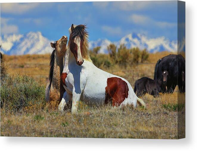 Onaqui Wild Horses Canvas Print featuring the photograph Onaqui Brush Off by Greg Norrell