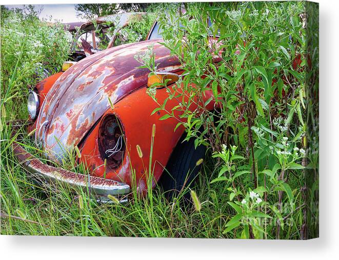 Beetle Canvas Print featuring the photograph One Eyed Bug by Lawrence Burry