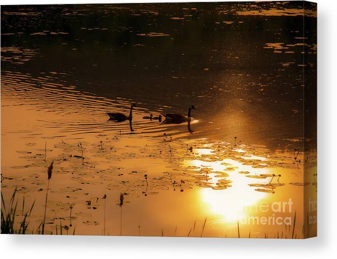 Canadian Geese Canvas Print featuring the photograph Ripples and Reflections by JCV Freelance Photography LLC