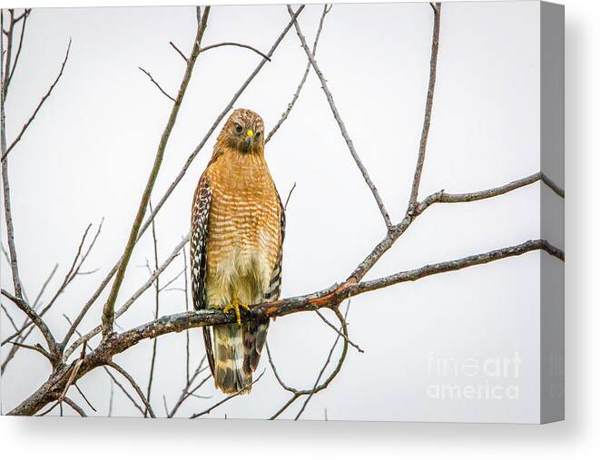 Hawk Canvas Print featuring the photograph One Legged Perch by Tom Claud