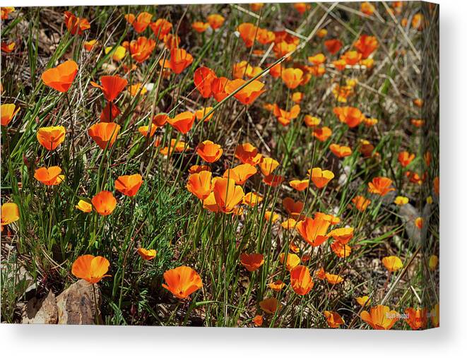 Los Olivos Canvas Print featuring the photograph Orange Fireworks by Ryan Huebel