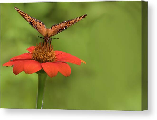 Butterfly Canvas Print featuring the photograph Orange You Hungry by Ree Reid