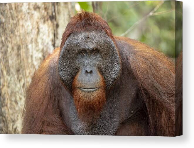 Tropical Rainforest Canvas Print featuring the photograph Orangutan in Tanjung Puting National Park by Richard McManus