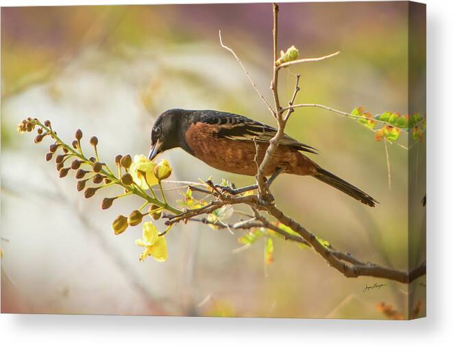 Orchard Oriole Canvas Print featuring the photograph Orchard Oriole by Jurgen Lorenzen