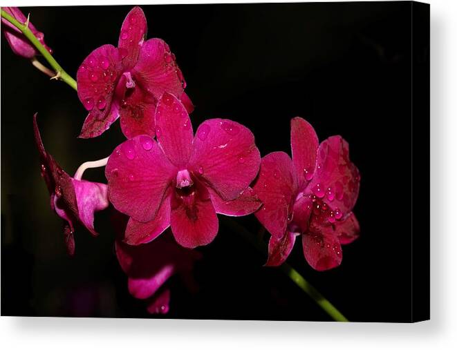 Orchid Canvas Print featuring the photograph Orchid and Morning Due by Mingming Jiang