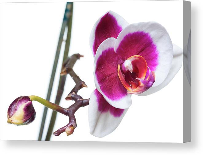 White Background Canvas Print featuring the photograph Orchid flowers by Rihardzz