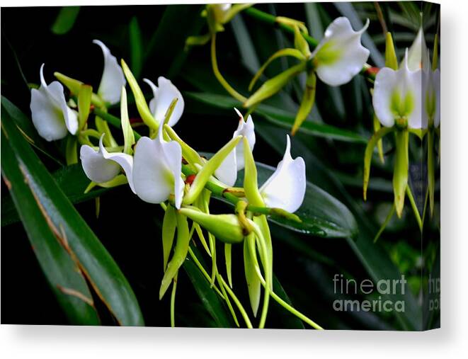 Orchid Photograph Canvas Print featuring the photograph Orchid Tendrils by Expressions By Stephanie