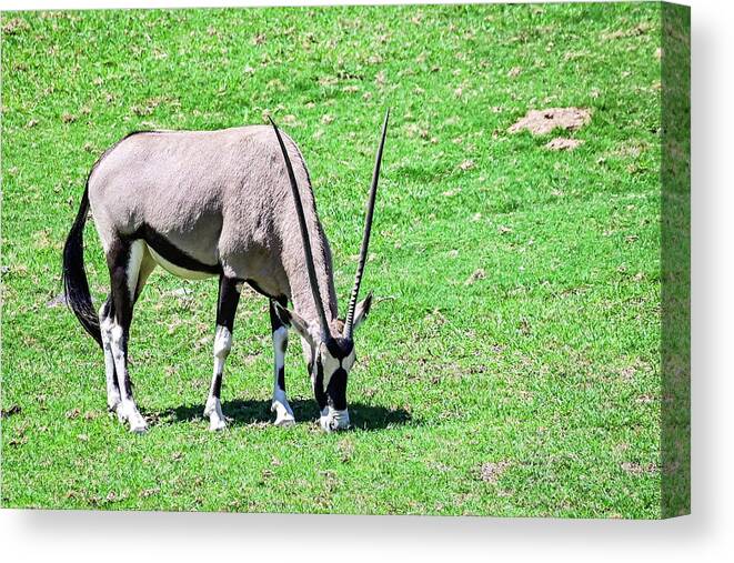 Oryx Canvas Print featuring the photograph Oryx by Ed Stokes