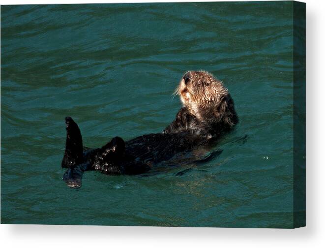 Scenic Canvas Print featuring the photograph Otter Daze by Doug Davidson