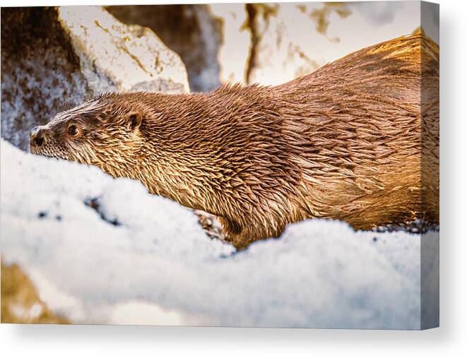 Lake Canvas Print featuring the photograph Otter Slide by Mike Lee