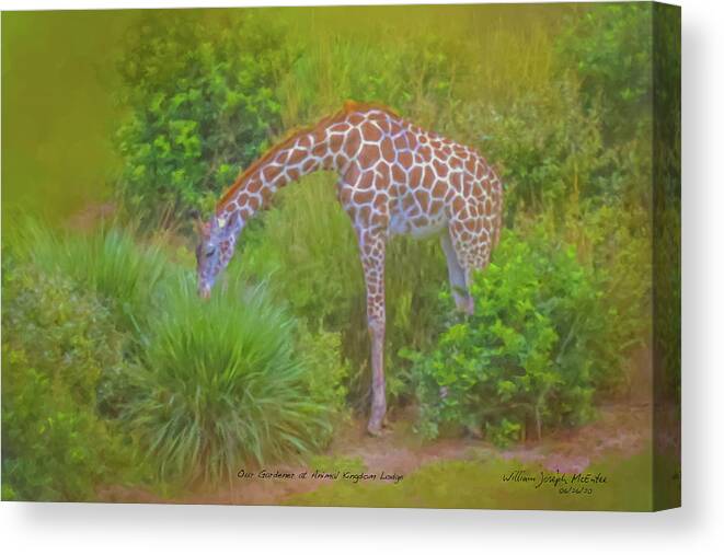 Giraffe Canvas Print featuring the painting Our Gardener at Animal Kingdom Lodge by Bill McEntee