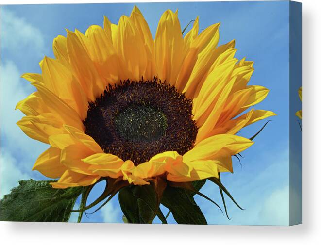 Sunflower Canvas Print featuring the photograph Out In The Sunshine. by Terence Davis