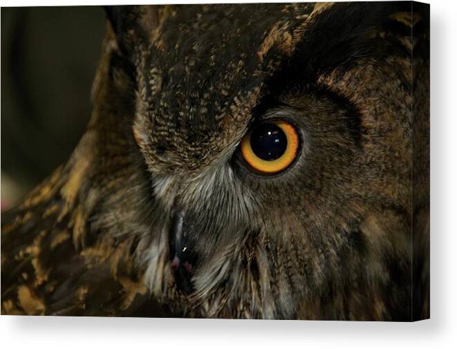 Animal Canvas Print featuring the photograph Owl Be Seeing You by Melissa Southern
