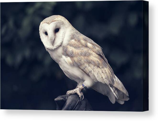 Owl Canvas Print featuring the photograph Owl sitting on a glove by Andrew Lalchan