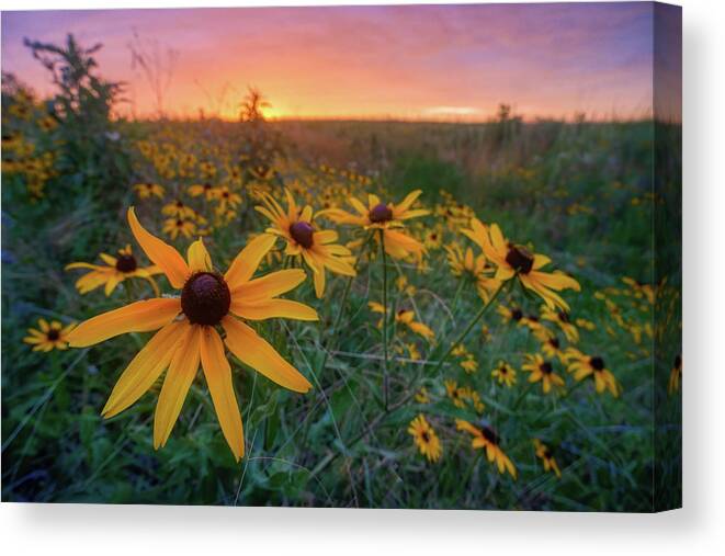 Wildflower Canvas Print featuring the photograph Paintbrush Prairie II by Robert Charity