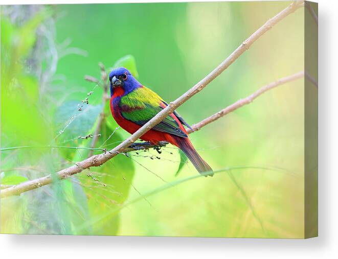Painted Buntings Canvas Print featuring the photograph Painted Bunting Male Perched Lakeland Florida by Marlin and Laura Hum