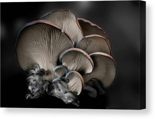 Paint Canvas Print featuring the photograph Painted Fungus by Wayne King