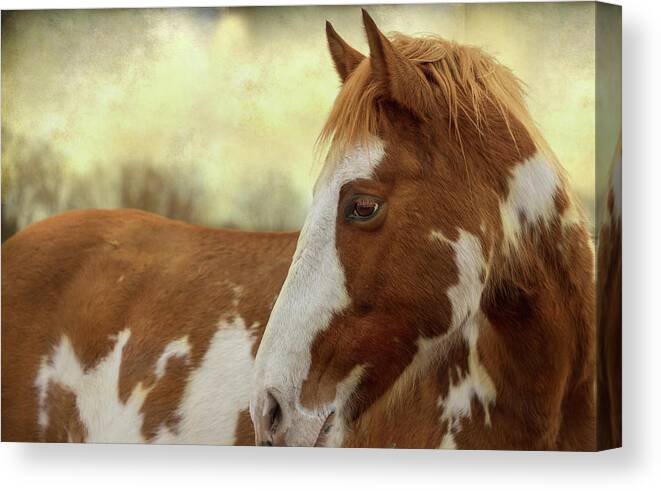 Horse Canvas Print featuring the photograph Painted Horse Tender Moment by James BO Insogna