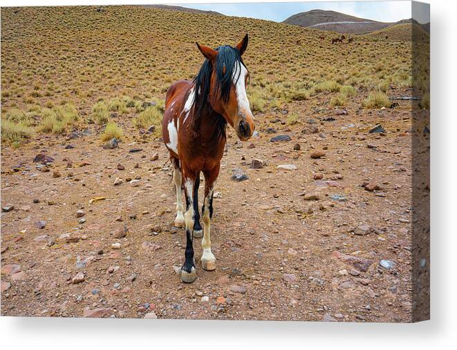 Horse Canvas Print featuring the photograph Painted Nevada Mustang by Ron Long Ltd Photography