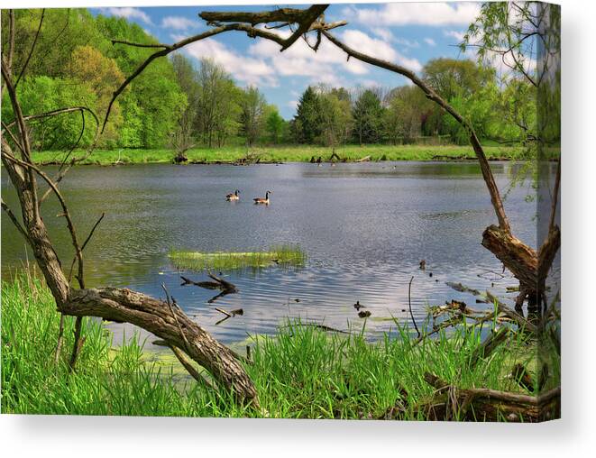 Geese Canvas Print featuring the photograph Pair of Canadian Geese framed by trees on an early spring pond scene by Peter Herman