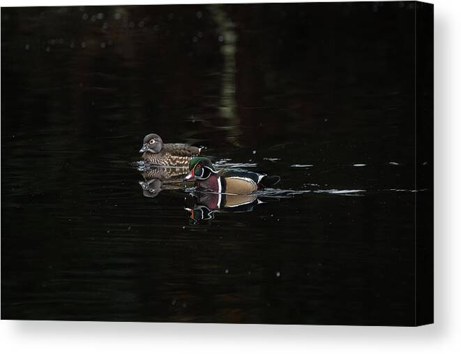 Wood Duck Canvas Print featuring the photograph Pair of Wood Ducks by Jerry Cahill