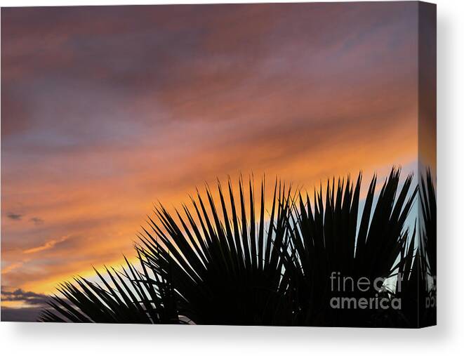 Palm Leaves Canvas Print featuring the photograph Palm leaves and soft clouds at sunset by Adriana Mueller
