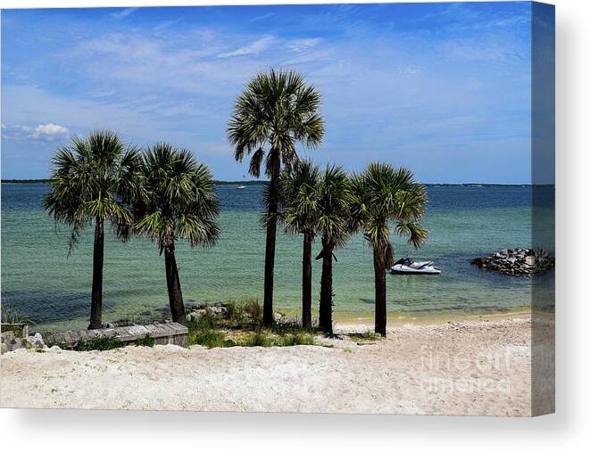 Palm Canvas Print featuring the photograph Palm Trees on Pensacola Beach by Beachtown Views