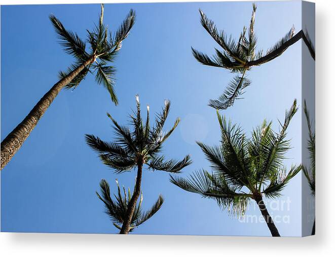 Maui Canvas Print featuring the photograph Palm Trees by Wilko van de Kamp Fine Photo Art