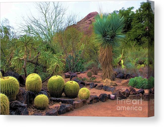 Jon Burch Canvas Print featuring the photograph Papago and Barrels by Jon Burch Photography
