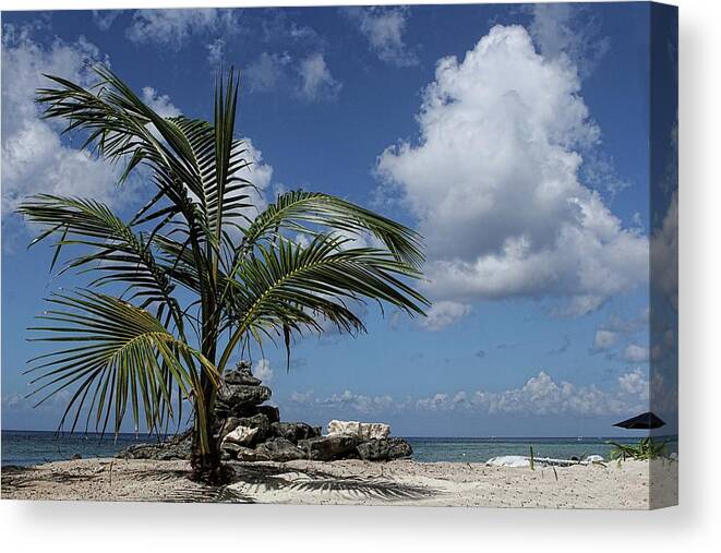 Palm Tree Canvas Print featuring the photograph Paradise Picnic by Brad Barton
